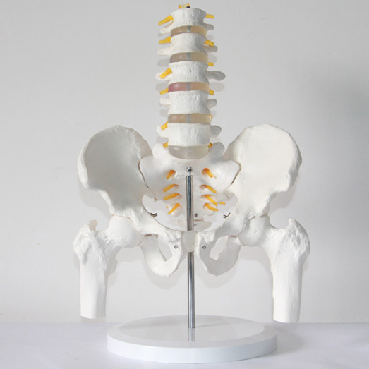five-section-lumbar-spine-model-human-skeleton-model-with-font-b-pelvis-b-font-spine-Lumbar-1.jpg