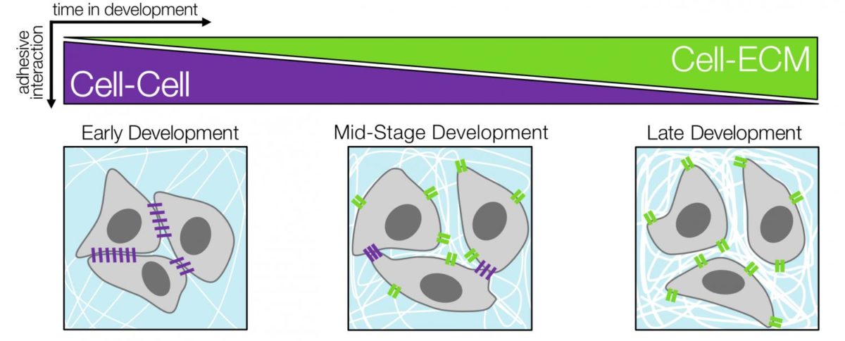 alteringstem-1200x484.jpg