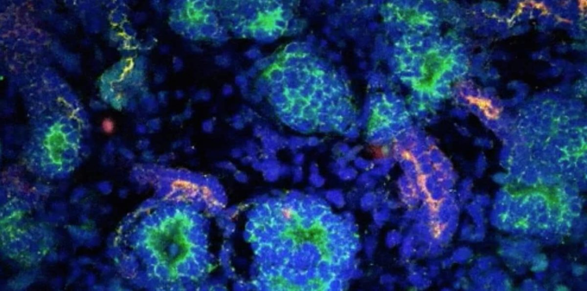 stemcells-1200x596.jpg