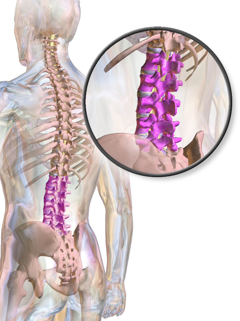 Blausen_0618_LumbarSpine.png